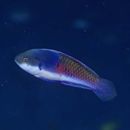 Cirrhilabrus lyukyuensis Ishikawa, 1904