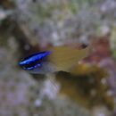 Chrysiptera rex (Snyder, 1909)