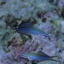 Ptereleotris evides (Jordan et Hubbs, 1925)