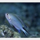 Pomachromis richardsoni (Snyder, 1909)