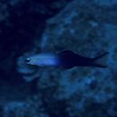 Ptereleotris evides (Jordan et Hubbs, 1925)