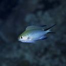 Pomachromis richardsoni (Snyder, 1909)