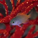 Pomacentrus lepidogenys Fowler et Bean, 1928