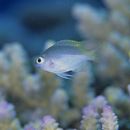 Pomacentrus lepidogenys Fowler et Bean, 1928