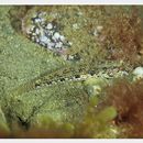 Acentrogobius virgatulus (Jordan et Snyder, 1901)