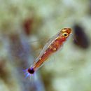 Trimma nasa Winterbottom, 2005