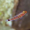 Trimma nasa Winterbottom, 2005