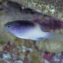 Chrysiptera rollandi (Whitley, 1961)