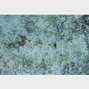 Bothus pantherinus (Ruppell, 1830)