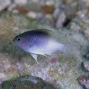 Chrysiptera rollandi (Whitley, 1961)