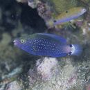 Scarus niger Forsskal, 1775