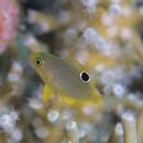 Pomacentrus amboinensis Bleeker, 1868