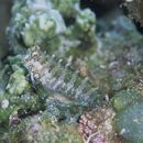 Salarias guttatus Valenciennes, 1836