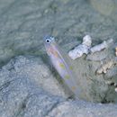 Vanderhorstia nannai Winterbottom, Iwata et Kozawa, 2005