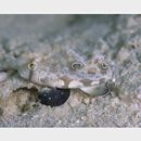 Signigobius biocellatus Hoese et Allen, 1977