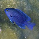 Pomacentrus brachialis Cuvier, 1830