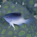 Chrysiptera rollandi (Whitley, 1961)