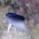 Chrysiptera rollandi (Whitley, 1961)