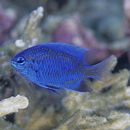 Chrysiptera springeri (Allen, 1976)