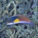 Cirrhilabrus lyukyuensis Ishikawa, 1904