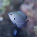 Pomacentrus brachialis Cuvier, 1830