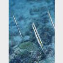 Aeoliscus strigatus (Gunther, 1861)