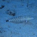 Parapercis hexophtalma (Cuvier, 1829)