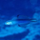 Ptereleotris evides (Jordan et Hubbs, 1925)