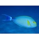 Acanthurus xanthopterus Valenciennes, 1835