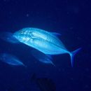 Caranx melampygus Cuvier, 1833