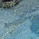 Fusigobius neophytus (Gunther, 1877)