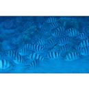 Abudefduf sexfasciatus (Lacepede, 1801)