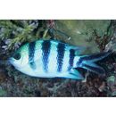 Abudefduf sexfasciatus (Lacepede, 1801)