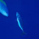 Atule mate (Cuvier, 1833)