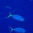 Atule mate (Cuvier, 1833)