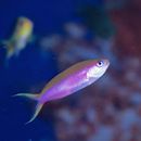 Luzonichthys waitei (Fowler, 1931)