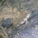 Vanderhorstia sp. 2 of Suzuki et Shibukawa (2004)