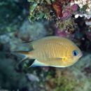 Chromis amboinensis (Bleeker, 1873)