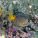 Ctenochaetus binotatus Randall, 1955