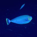 Naso vlamingii (Valenciennes, 1835)