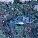 Diodon hystrix Linnaeus, 1758