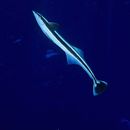 Echeneis naucrates Linnaeus, 1758