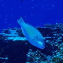 Chlorurus bleekeri (de Beaufort, 1940)