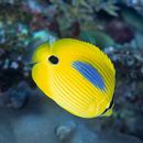 Chaetodon plebeius Cuvier, 1831