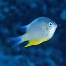 Amblyglyphidodon orbicularis (Hombron et Jaquinot, 1853)