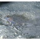 Fusigobius neophytus (Gunther, 1877)