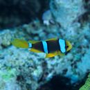 Amphiprion chrysopterus Cuvier, 1830