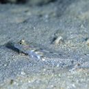 Fusigobius neophytus (Gunther, 1877)