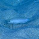 Halichoeres trimaculatus (Quoy et Gaimard, 1834)