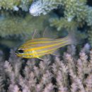 Ostorhinchus rubrimacula (Randall et Kulbicki, 1998)